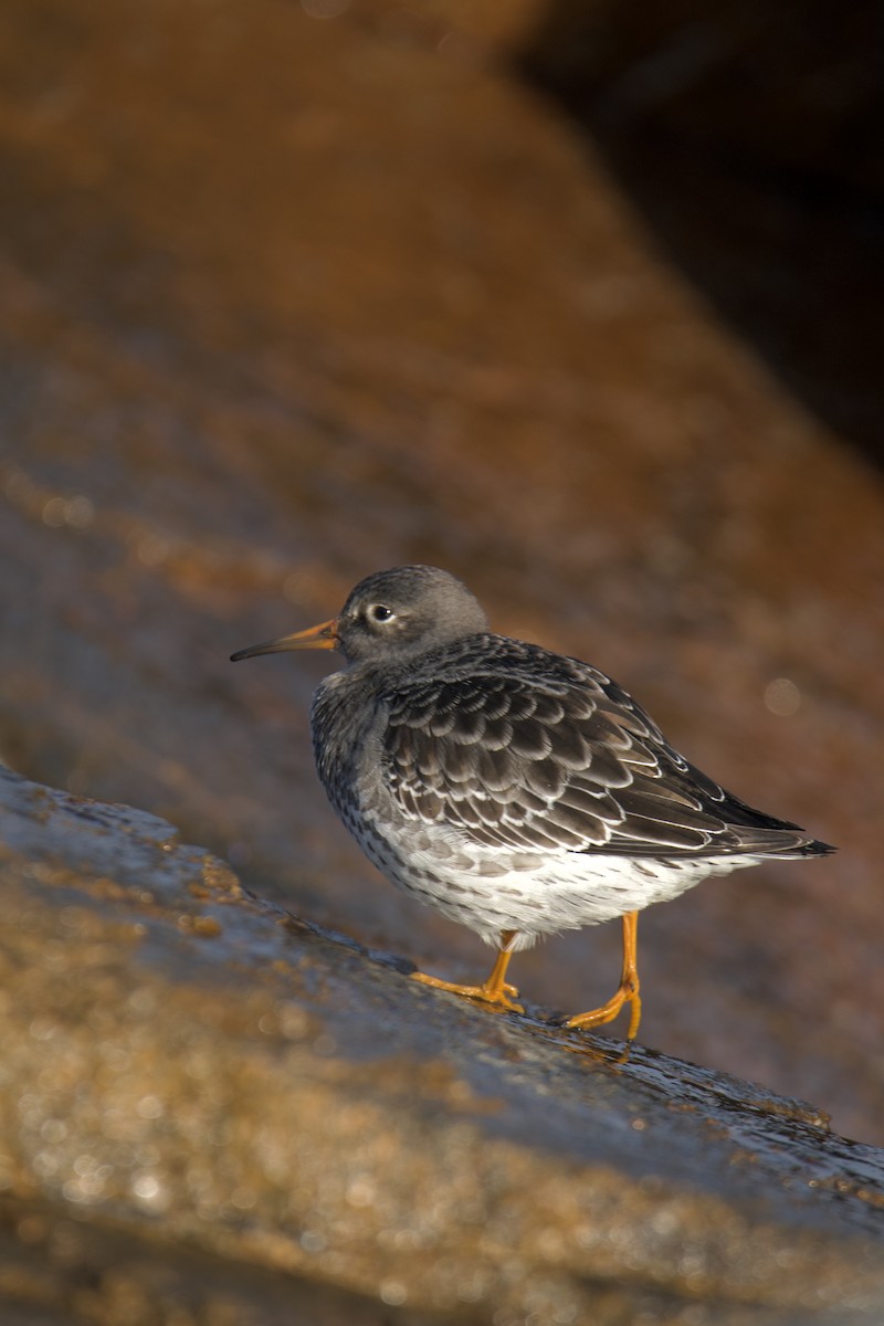 Purple Sandpiper - ML645610947
