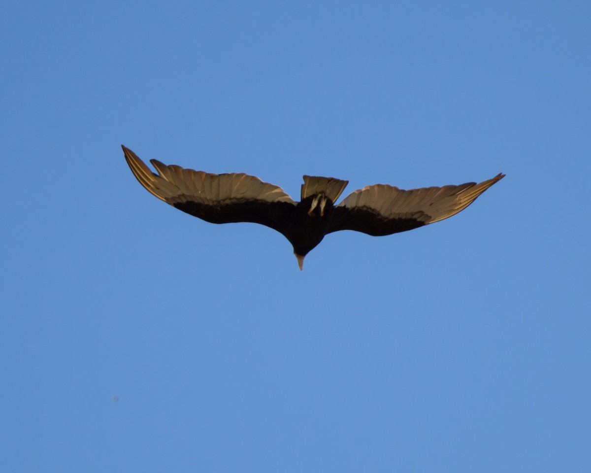 Lesser Yellow-headed Vulture - ML645610954