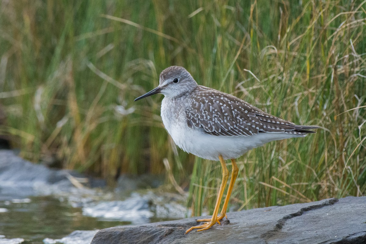 Lesser Yellowlegs - ML645610961