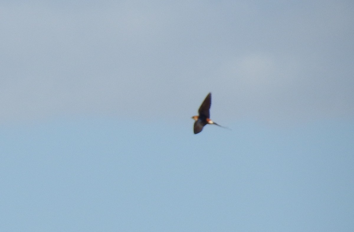 European Red-rumped Swallow - ML645610974