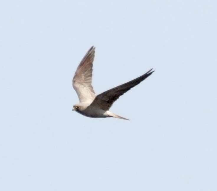 Sooty Falcon - ML645610977