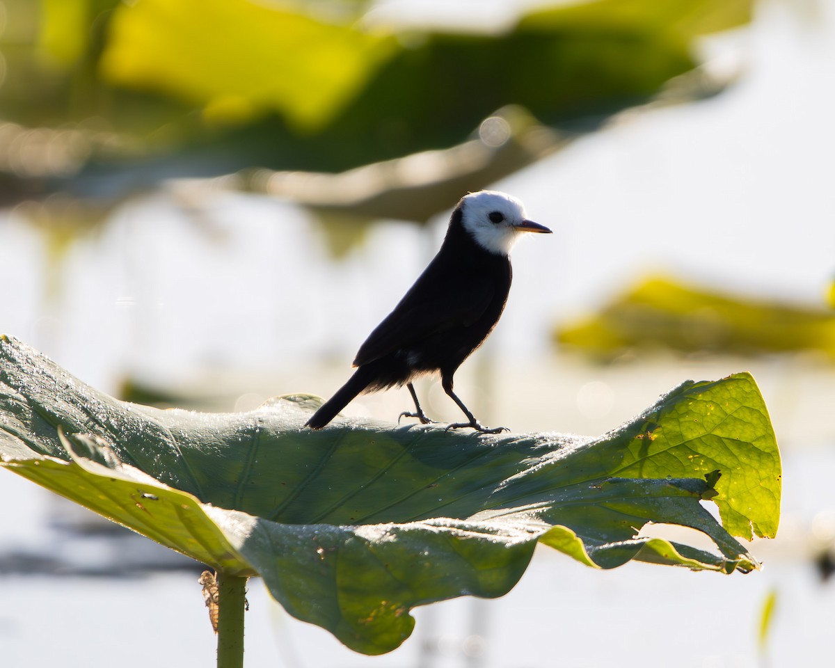 White-headed Marsh Tyrant - ML645610982
