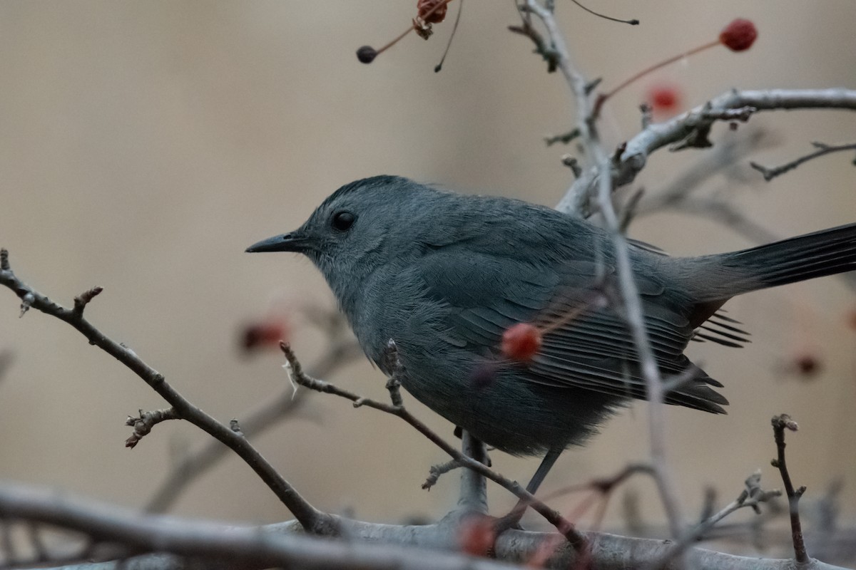 Pájaro Gato Gris - ML645610984
