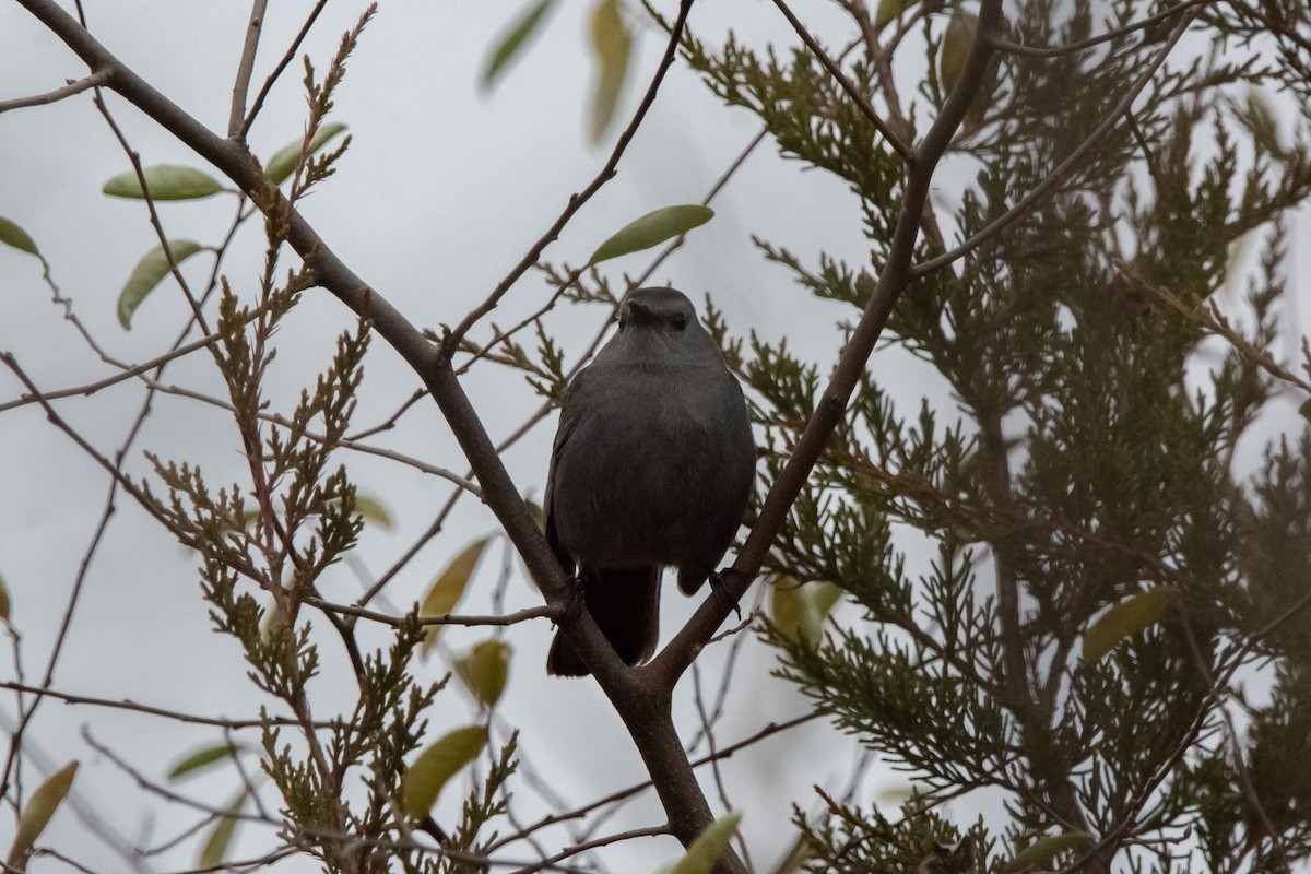 Pájaro Gato Gris - ML645610985