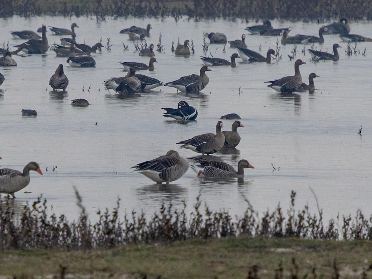 Red-breasted Goose - ML645610991