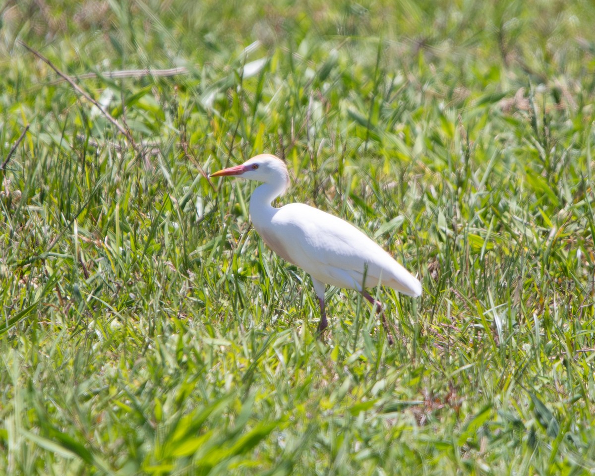Western Cattle-Egret - ML645611012