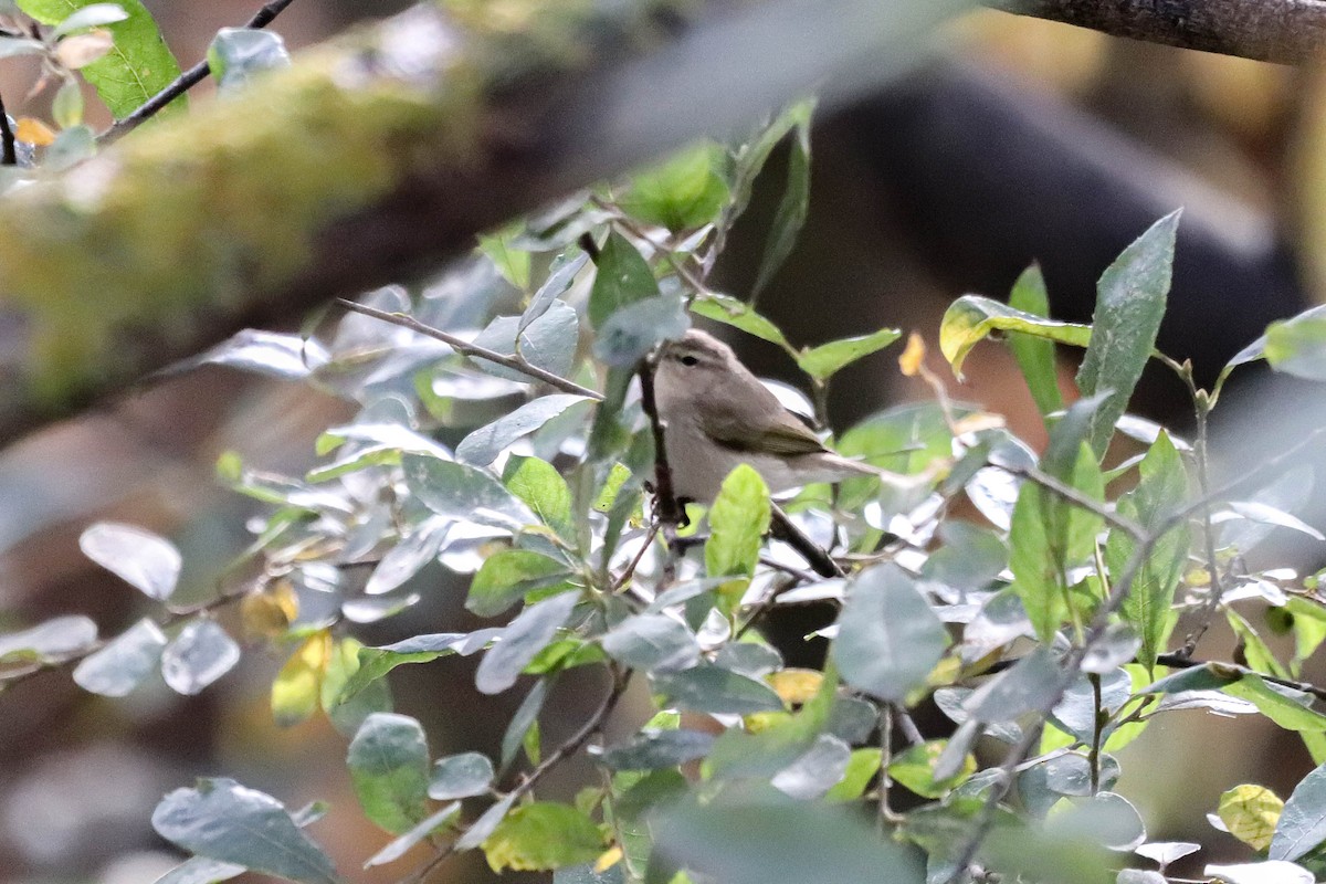 Common Chiffchaff (Siberian) - ML645611017