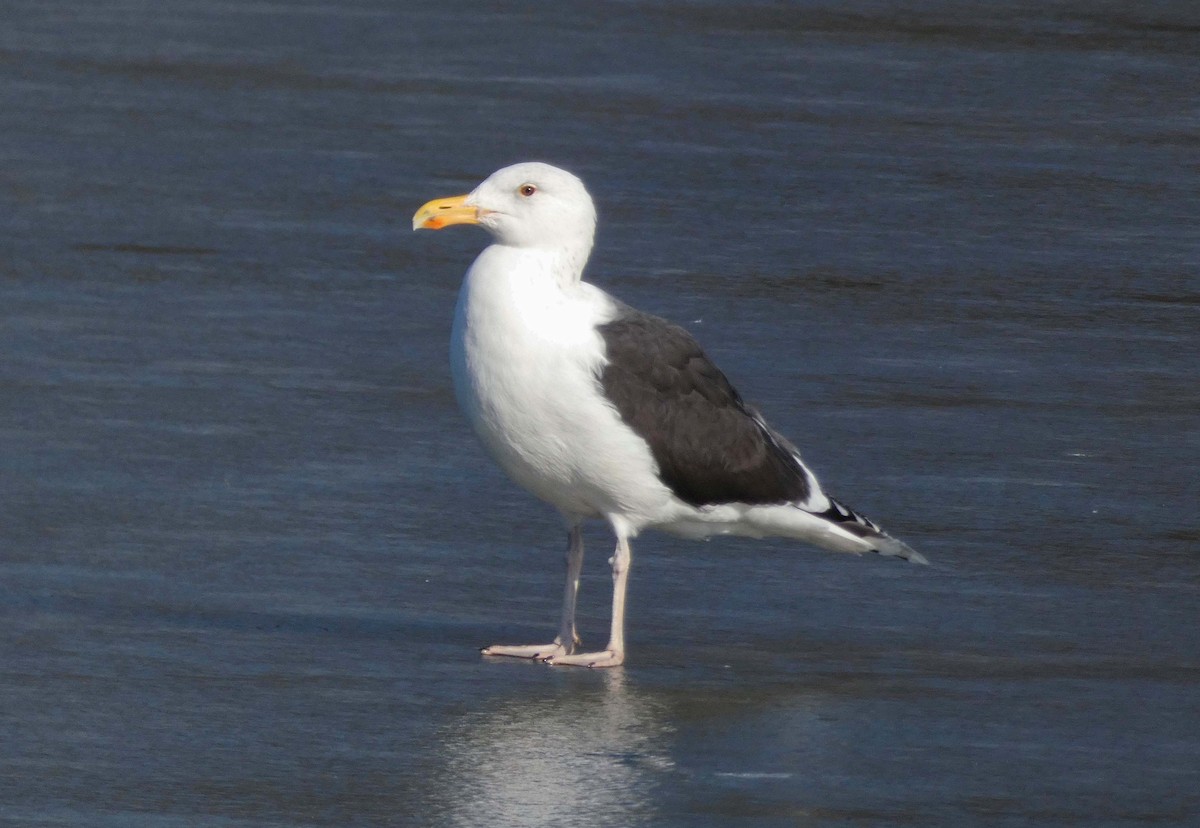 Great Black-backed Gull - ML645611033