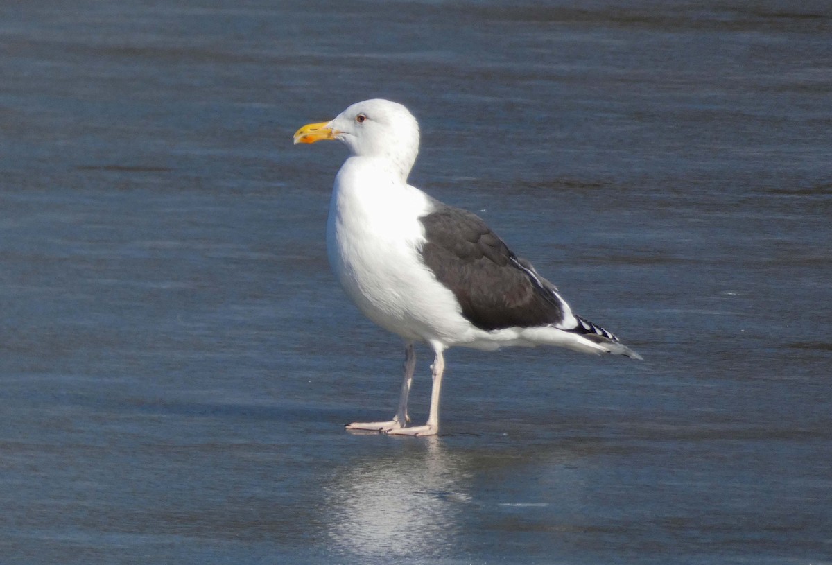 Great Black-backed Gull - ML645611038