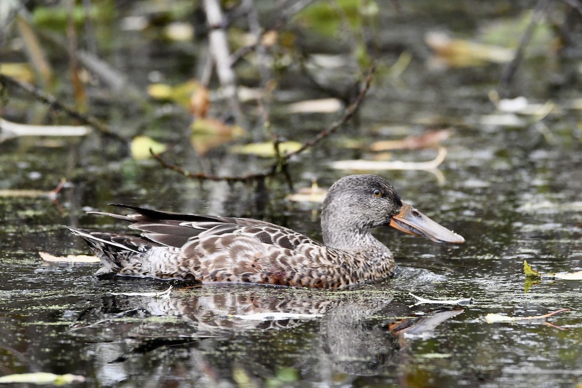 Northern Shoveler - ML645611041