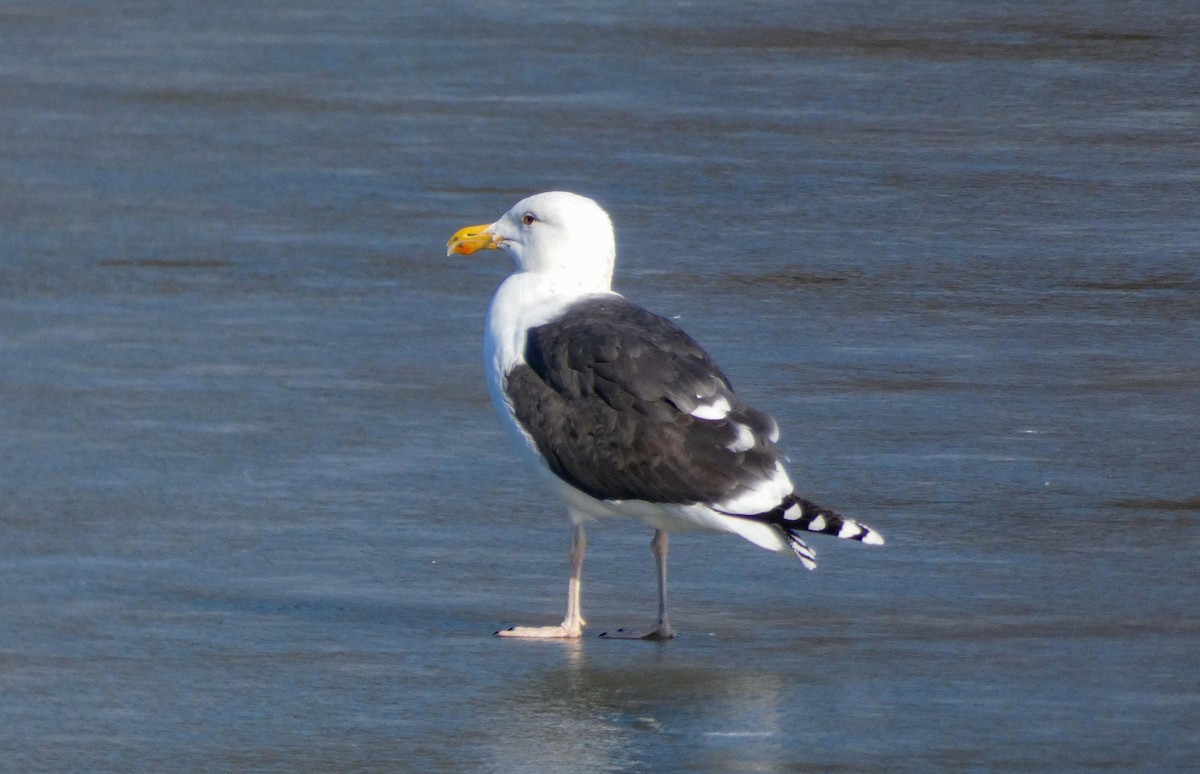 Great Black-backed Gull - ML645611042