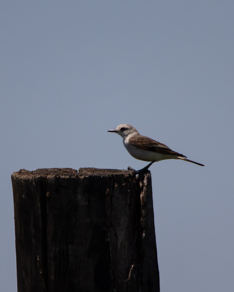 White-rumped Monjita - ML645611044
