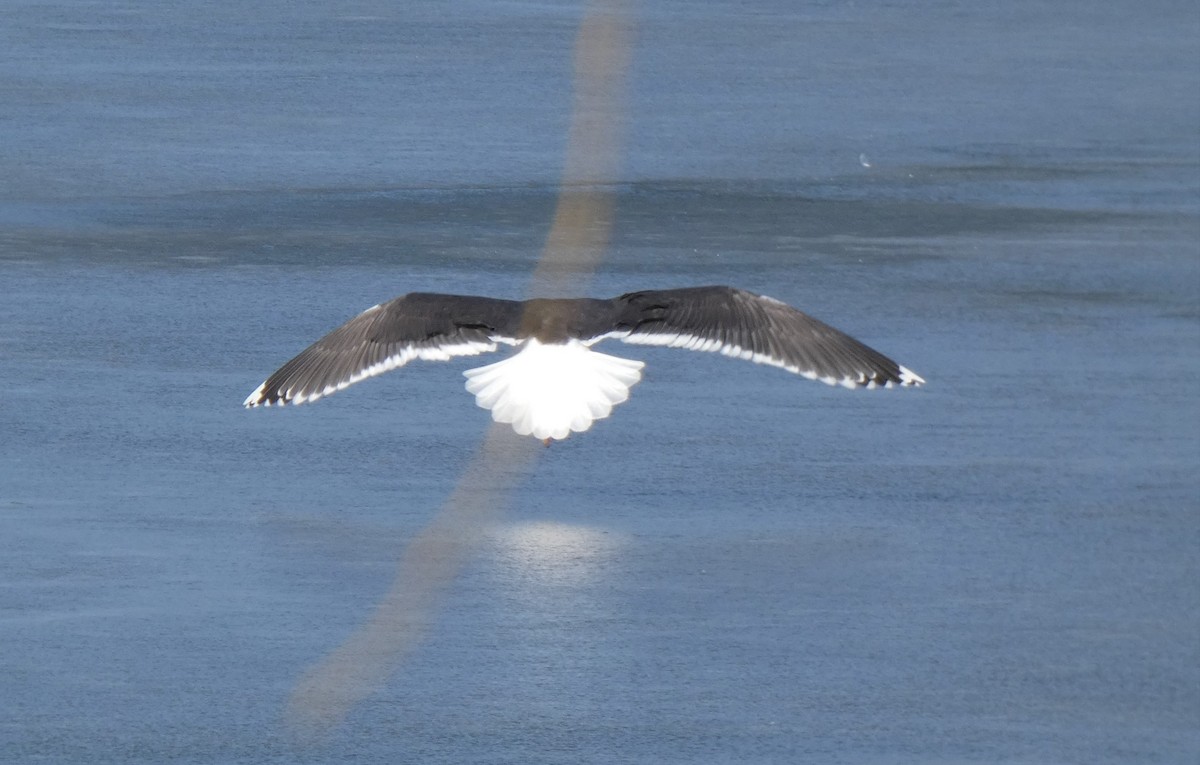 Great Black-backed Gull - ML645611046