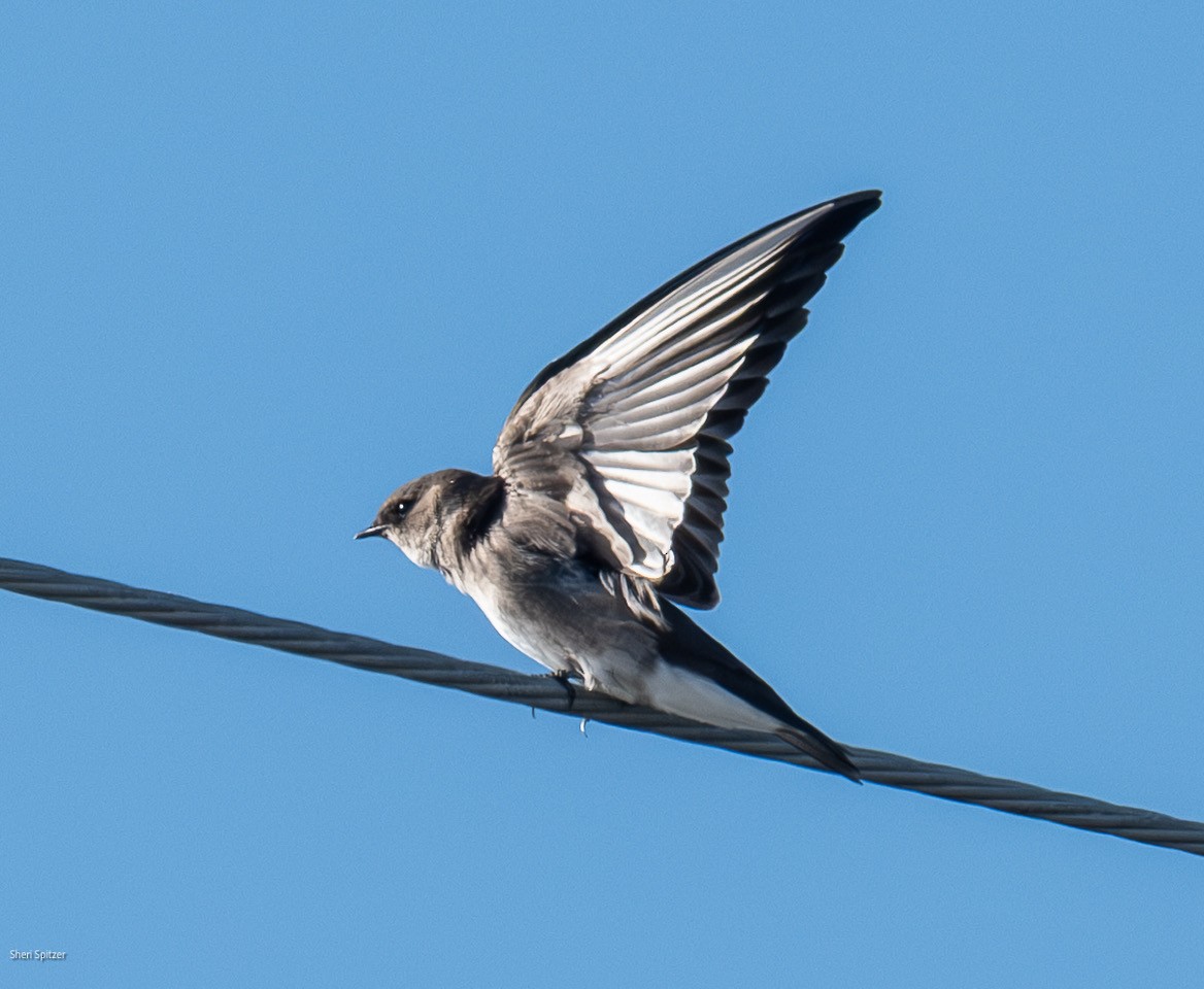 Northern Rough-winged Swallow (Northern) - ML645611047