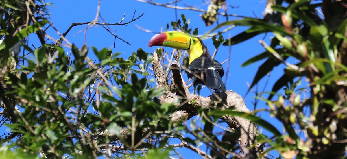 tukan středoamerický - ML645611049