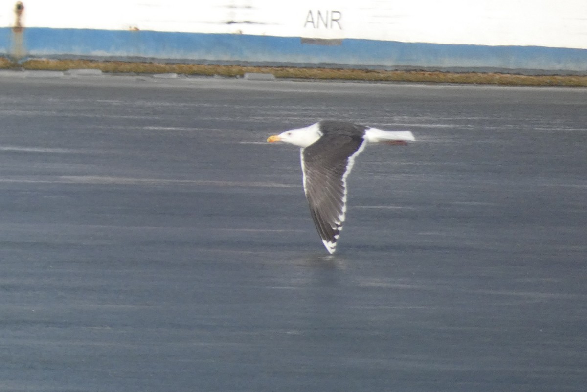 Great Black-backed Gull - ML645611052