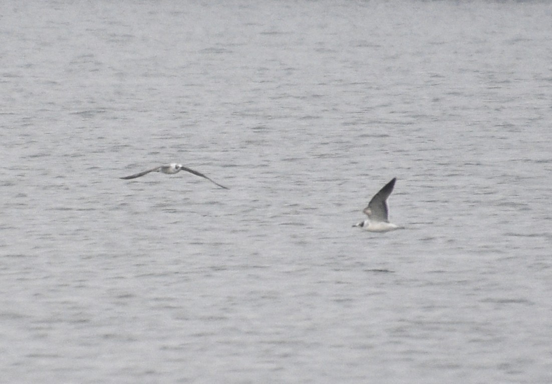 Gabbiano di Franklin - ML645611054