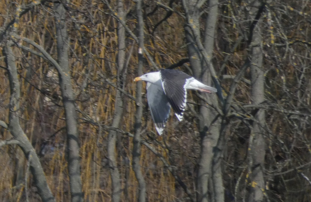 Great Black-backed Gull - ML645611059