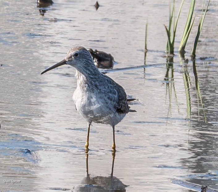 Stilt Sandpiper - ML645611061