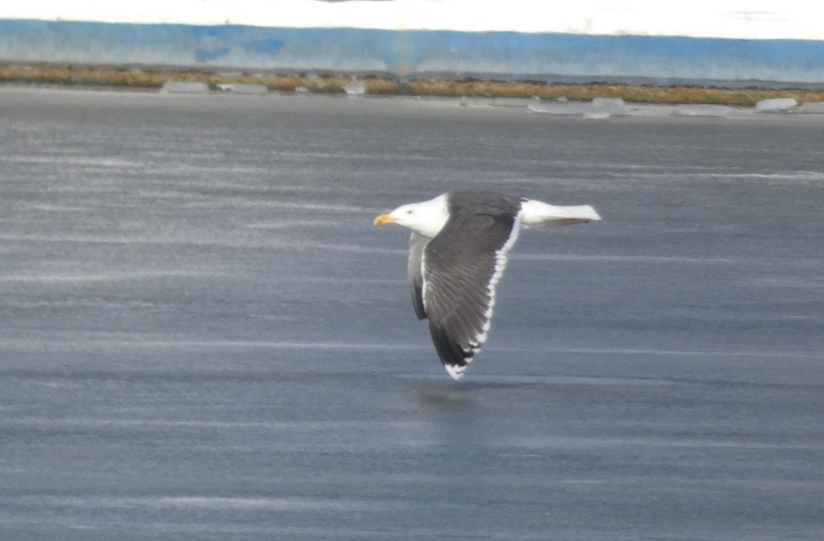 Great Black-backed Gull - ML645611068