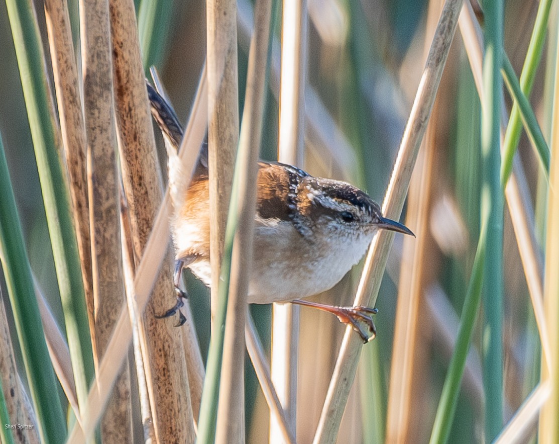 Marsh Wren - ML645611077