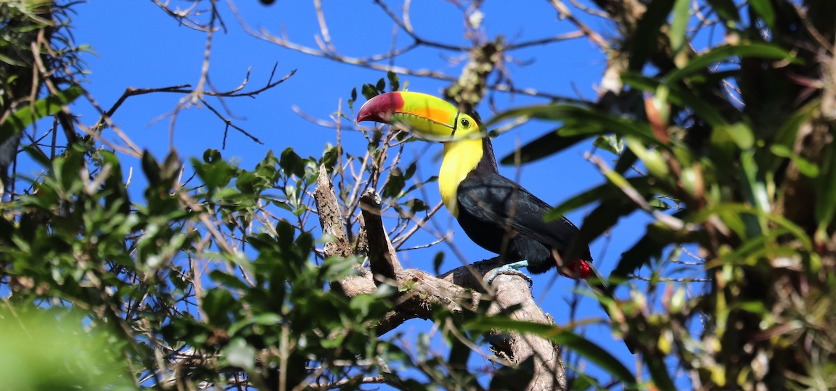 tukan středoamerický - ML645611078