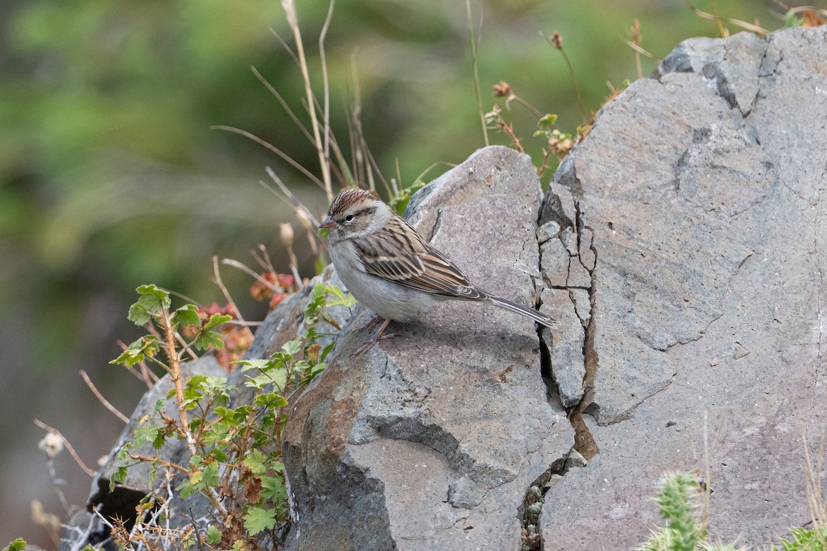 Chipping Sparrow - ML645611083