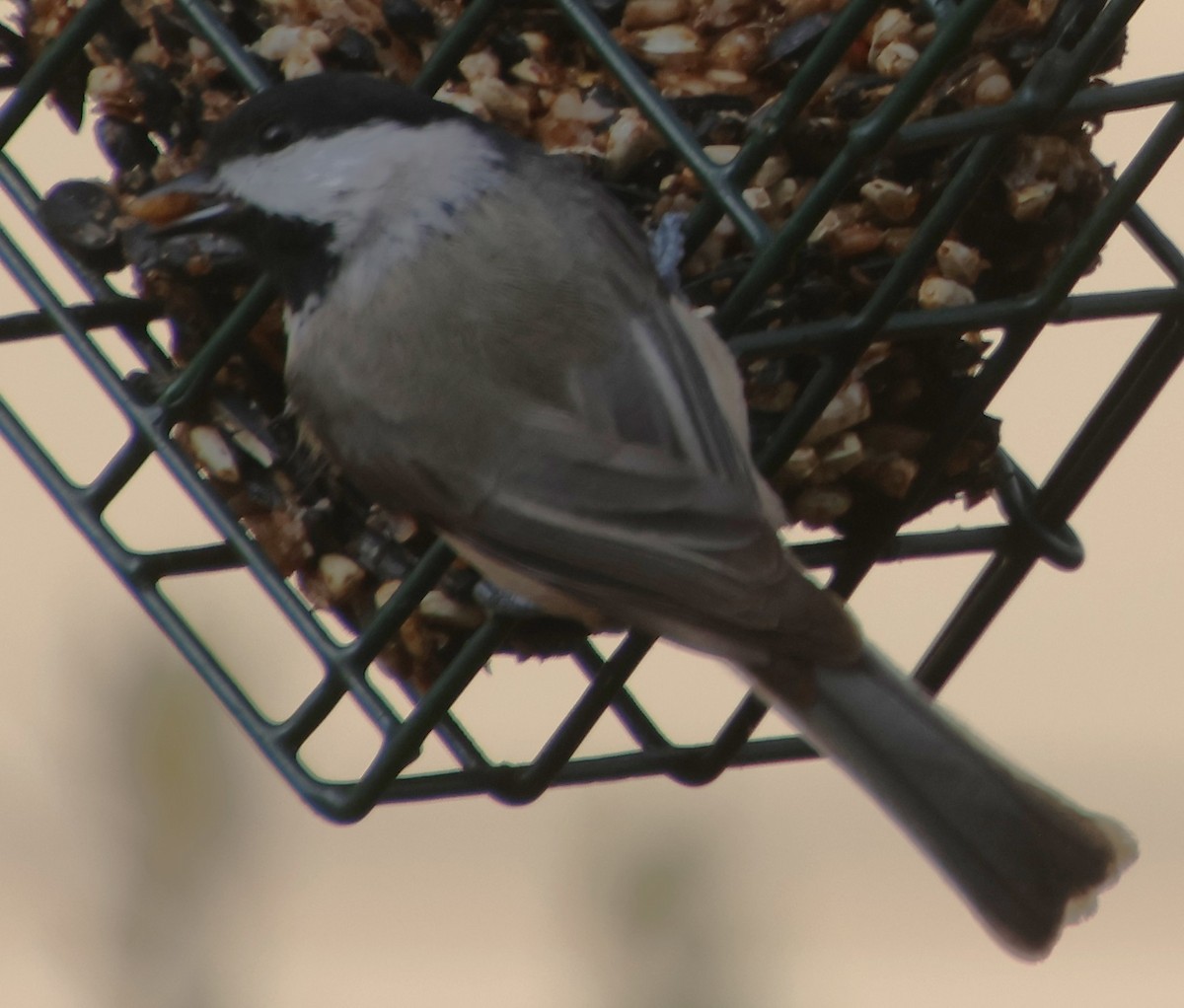 Каролинская гаичка - ML645611084