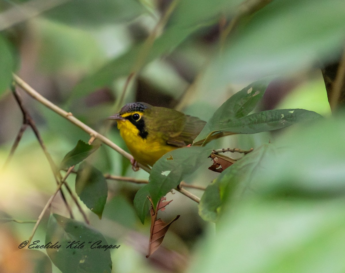 Kentucky Warbler - ML645611094