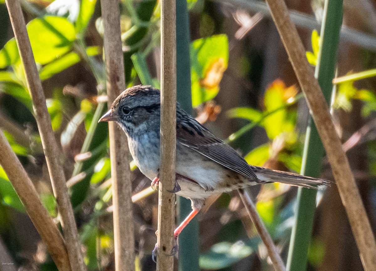 Swamp Sparrow - ML645611095