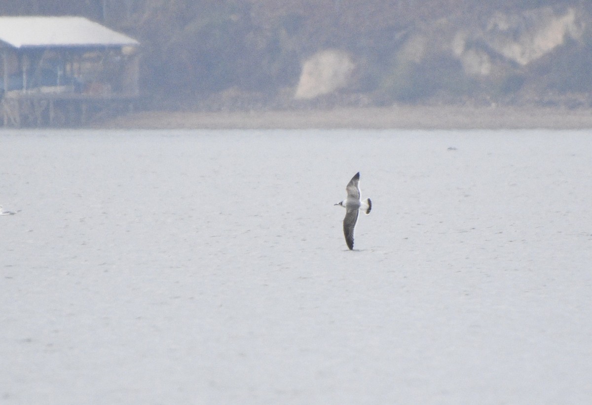 Gabbiano di Franklin - ML645611099