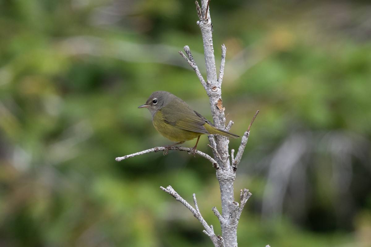 MacGillivray's Warbler - ML645611103
