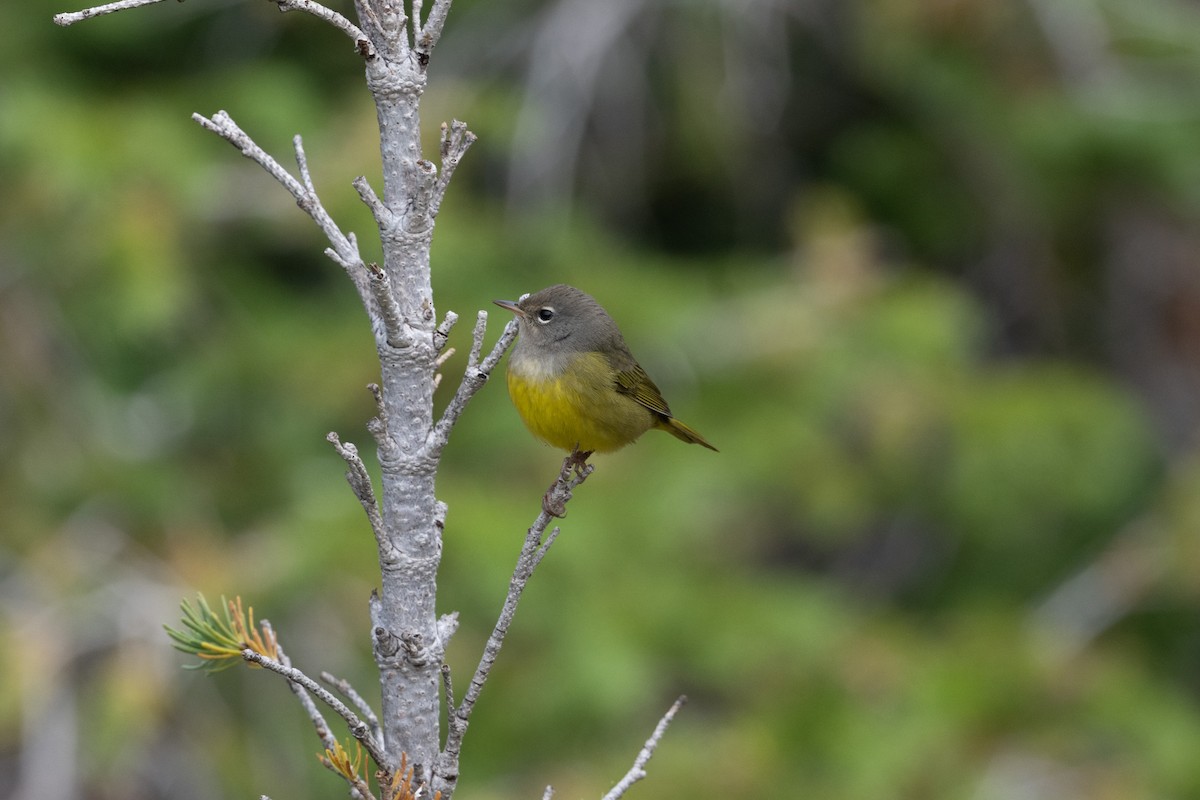MacGillivray's Warbler - ML645611105