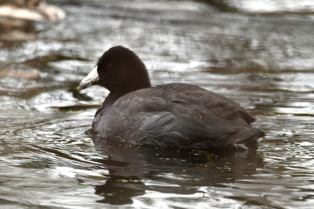 American Coot (Red-shielded) - ML645611106