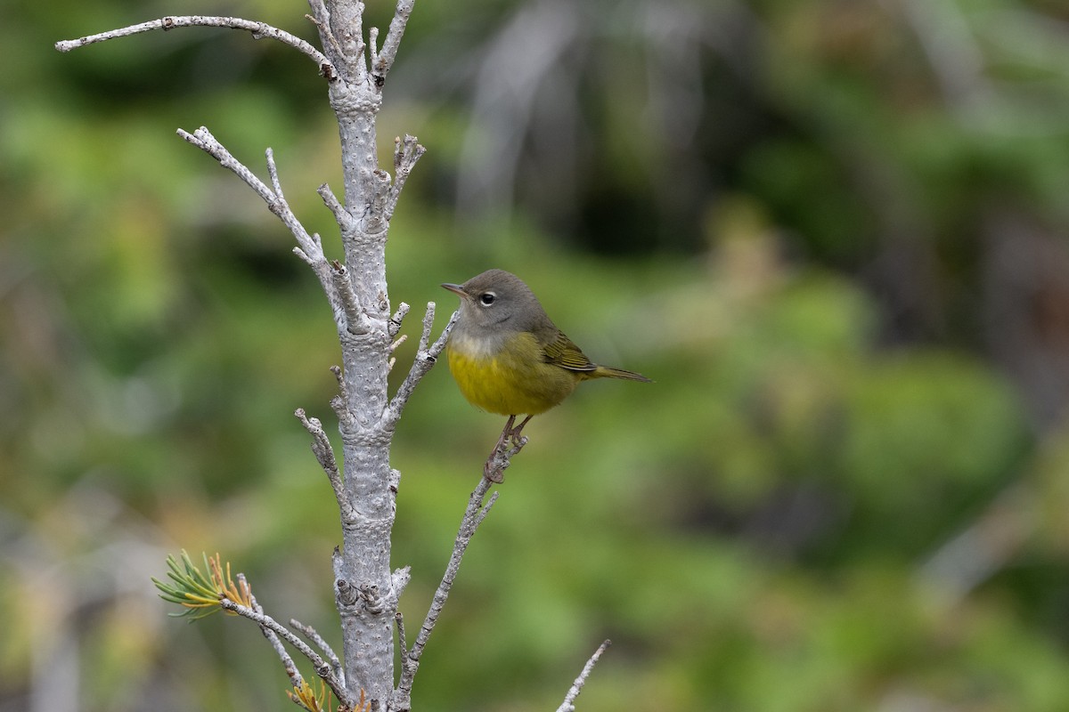 MacGillivray's Warbler - ML645611108