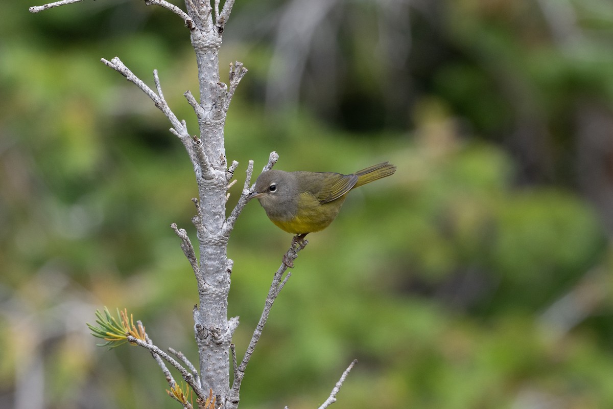 MacGillivray's Warbler - ML645611109