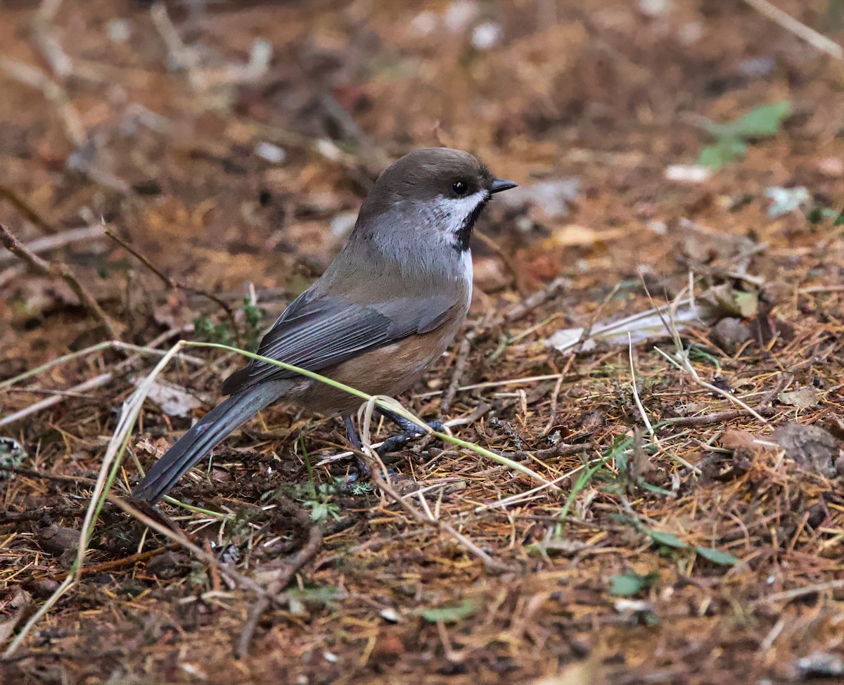 Boreal Chickadee - ML645611110