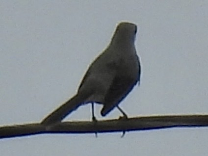 Moqueur des savanes - ML645611111