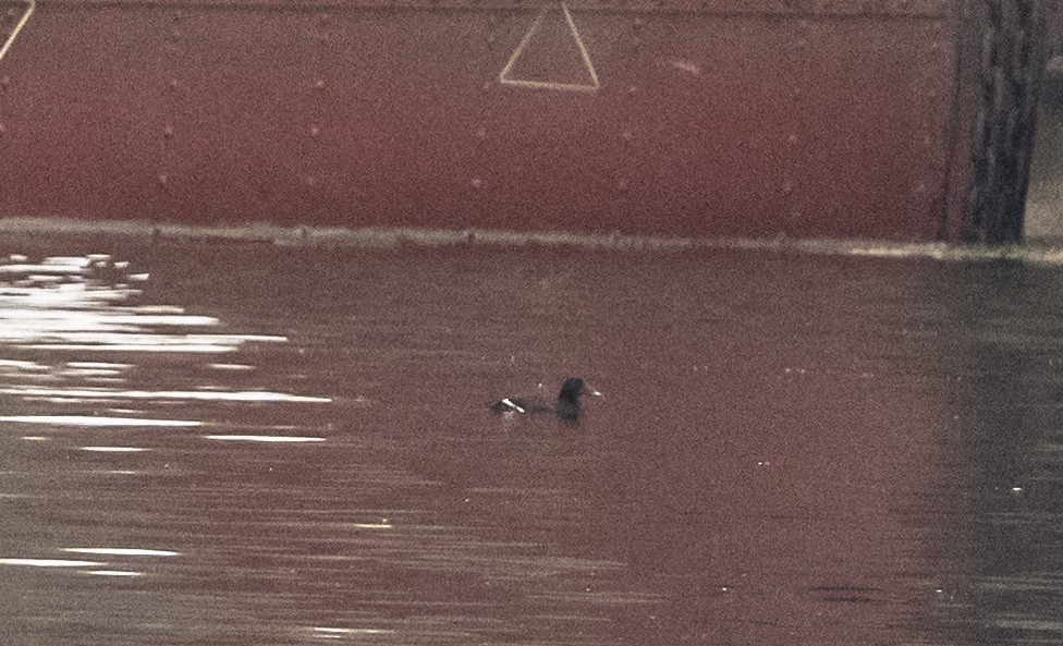 White-winged Scoter - ML645611115