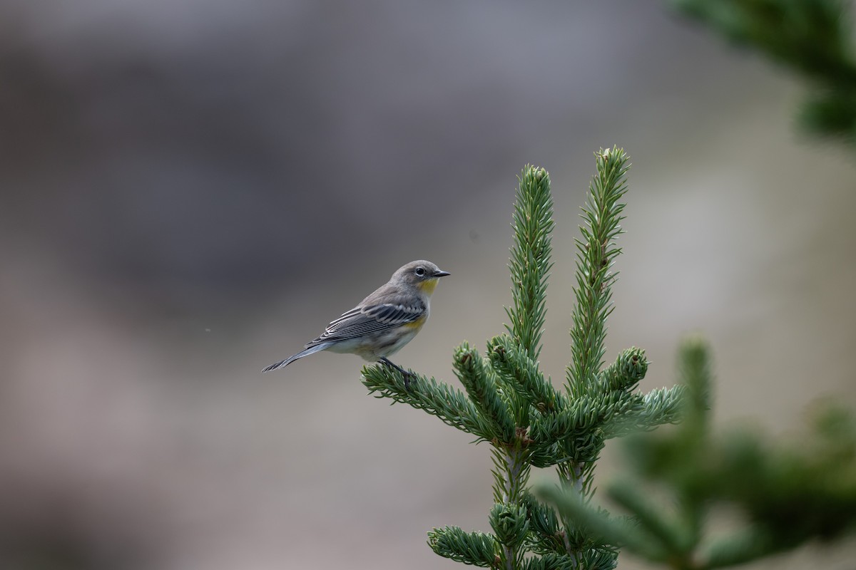 Yellow-rumped Warbler (Audubon's) - ML645611116