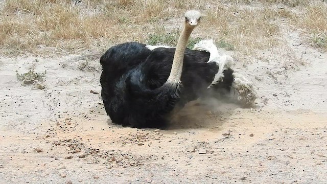 Common Ostrich - ML645611118