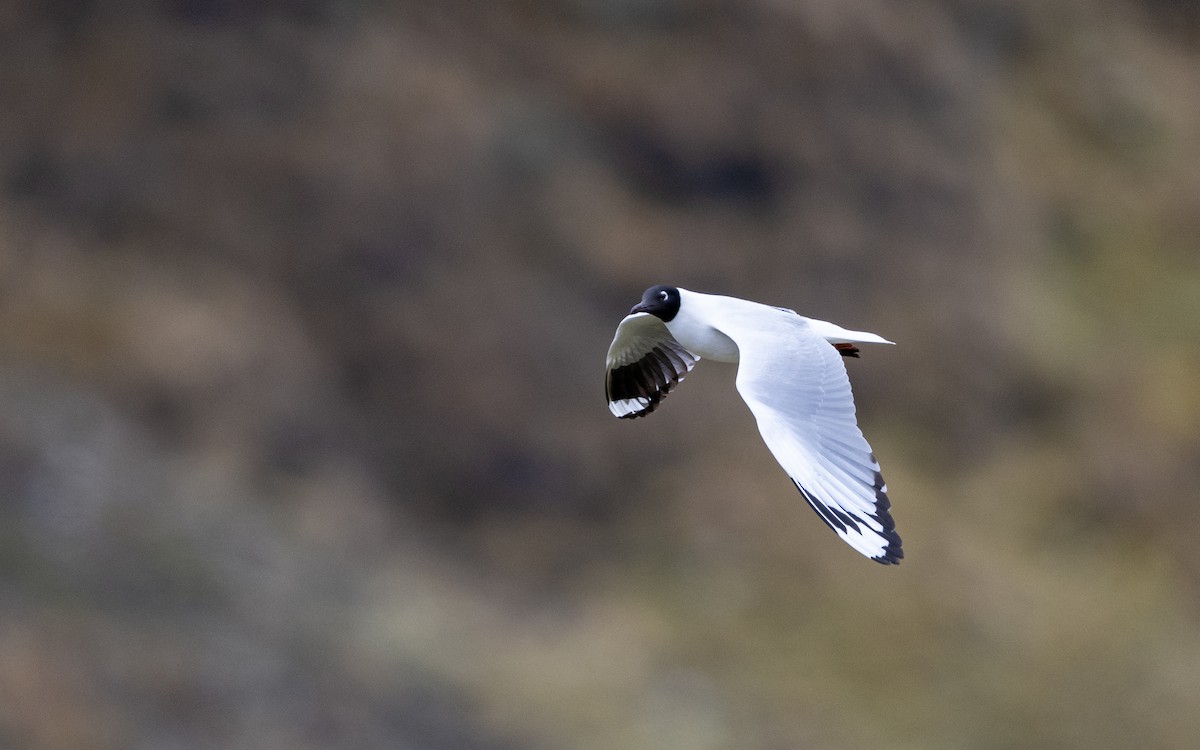 Andean Gull - ML645611119