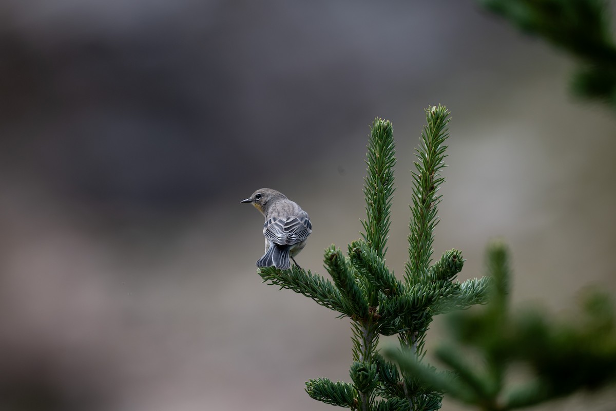 Yellow-rumped Warbler (Audubon's) - ML645611122