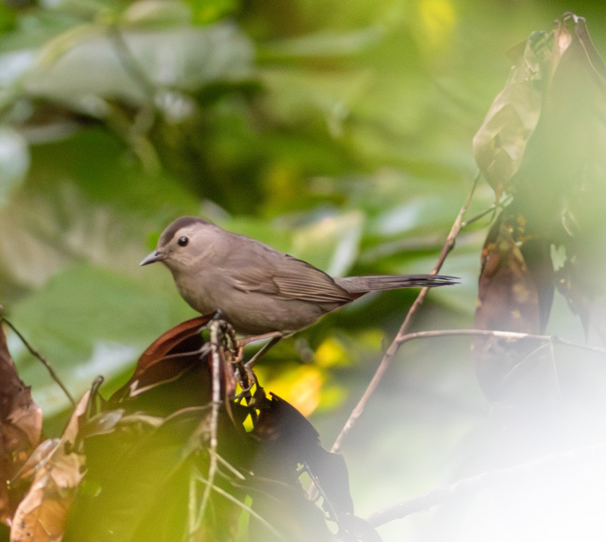 Gray Catbird - ML645611132