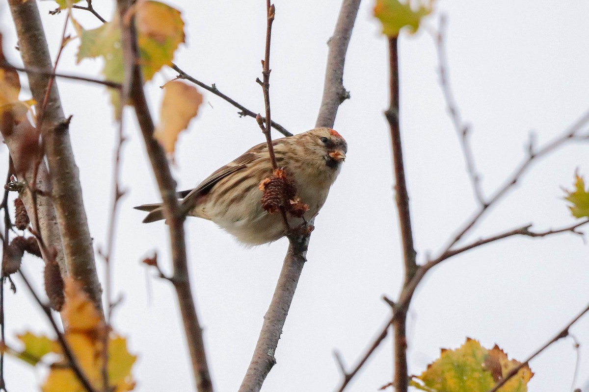 gråsisik (cabaret) (brunsisik) - ML645611135