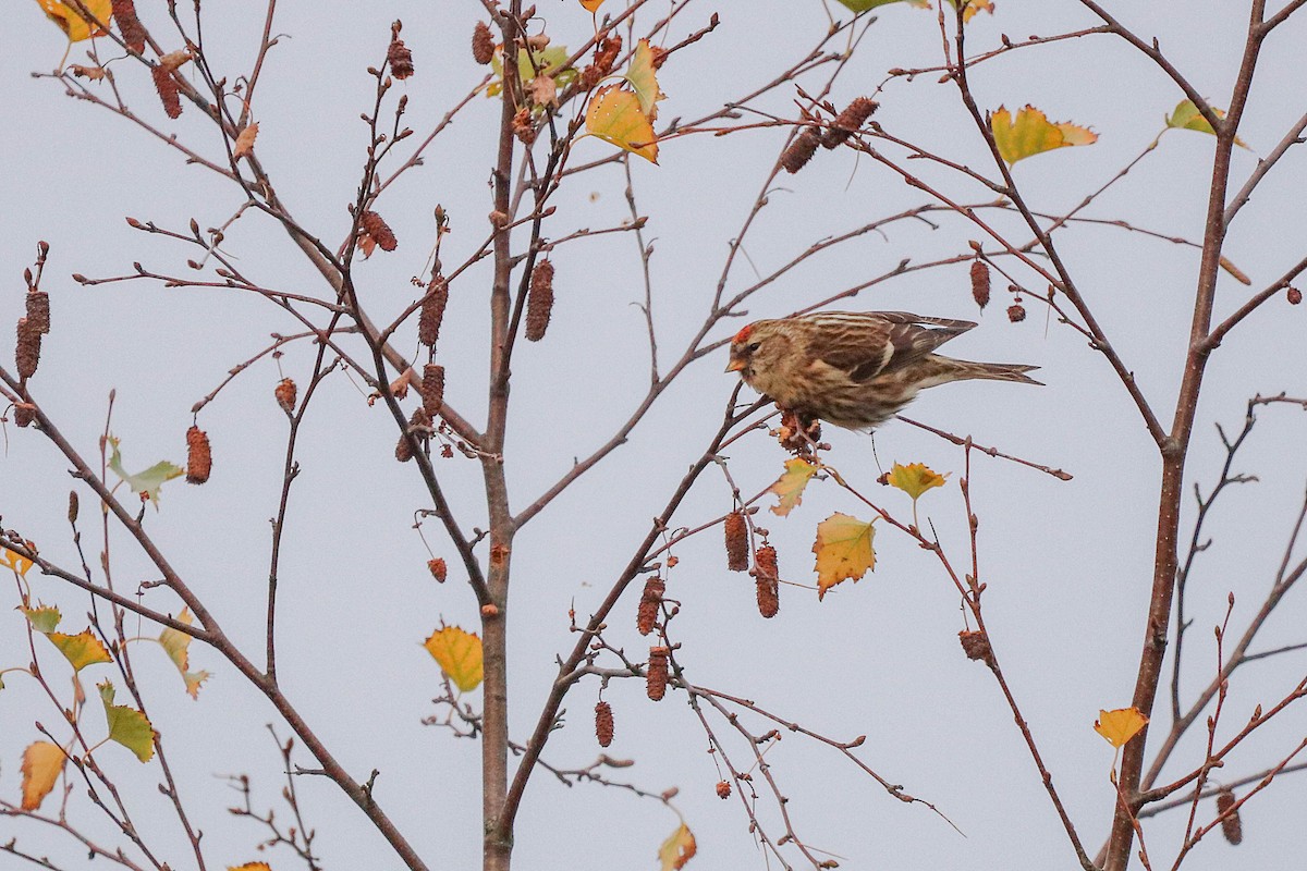gråsisik (cabaret) (brunsisik) - ML645611136