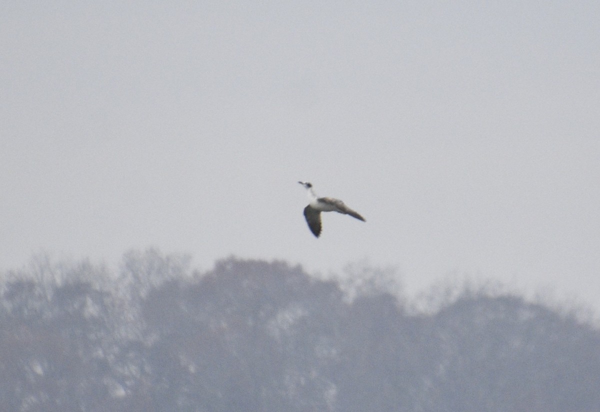 Gabbiano di Franklin - ML645611143