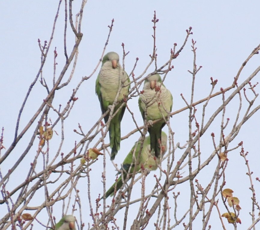 Mönchssittich - ML645611165