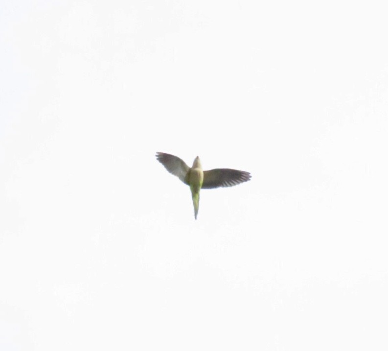 Mönchssittich - ML645611166