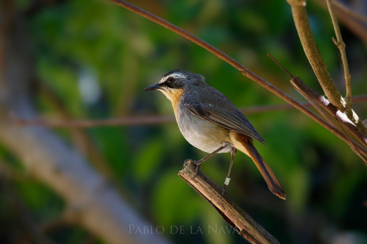 Cape Robin-Chat - ML645611174